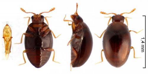 Ephistemus reitteri